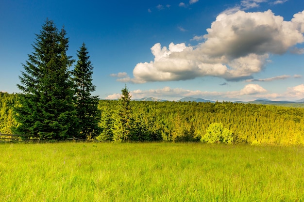 Prachtige natuur en prachtig landschap met weelderige groene bossen en vegetatie in de Synevyr-vallei van de Karpaten in Oekraïne Verse groene weiden en bloeiende wilde bloemen
