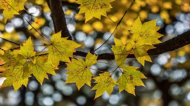 prachtige natuur esdoornblad herfst achtergrond