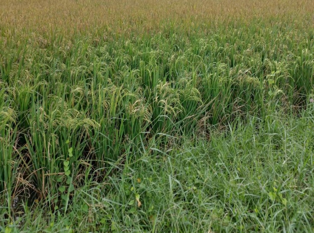 Prachtige natuur groen bos tuin landschap wilde boom rivier berg