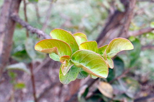 Prachtige natuur groene blad close-up