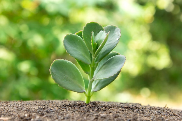 Prachtige natuur groene plant en groen groeien op vanaf een achtergrond