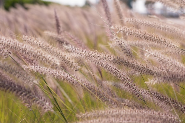 Prachtige natuur landschap Alpenweide. Gras close-up met zonnestralen