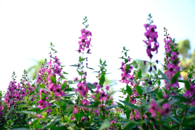 Prachtige natuur Pinks bloem in natuurtuin