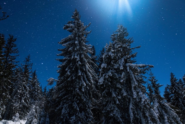 Prachtige natuur sterrenhemel met besneeuwde spar