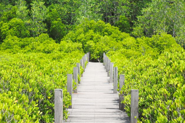 prachtige natuur tung pong tong