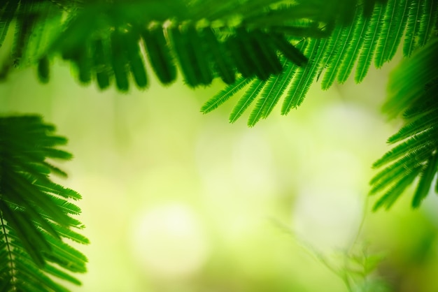 Prachtige natuur weergave groen blad op wazig groene achtergrond onder zonlicht met bokeh en kopieer ruimte als achtergrond natuurlijke planten landschap ecologie behang concept