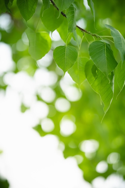 Prachtige natuur weergave groen blad op wazig groene achtergrond onder zonlicht met bokeh en kopieer ruimte als achtergrond natuurlijke planten landschap ecologie behang concept