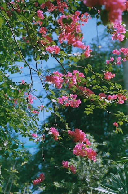 Prachtige natuurlijke bloemen