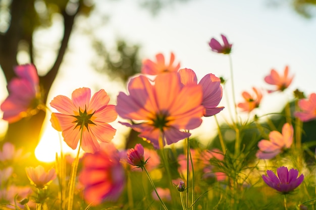 Prachtige natuurscène met bloeiende bloem en zonnevlam. Zonnige dag. Lente bloemen.