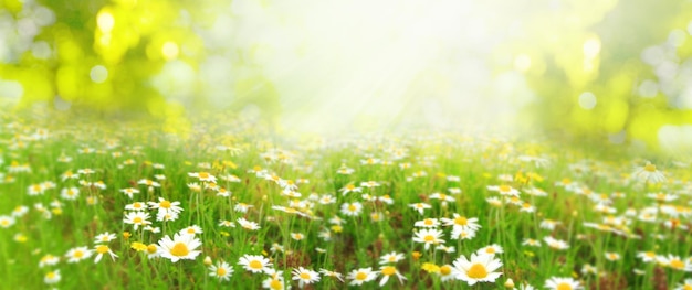 Prachtige natuurscène met bloeiende kamilles in zonnevlammen