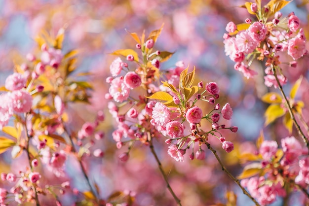 Prachtige natuurscène met bloeiende sakura. Detailopname.