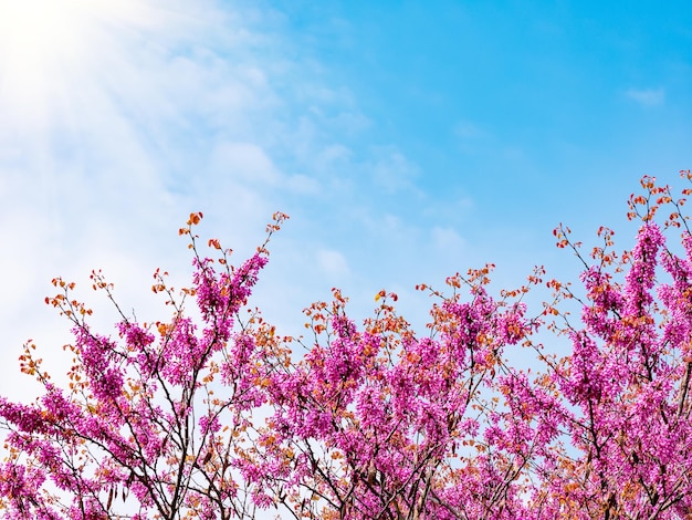 Prachtige natuurscène met roze bloeiende boomzon en blauwe lucht