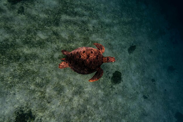 Prachtige onderwaternatuur Ongelofelijk kleurrijk oceaanleven