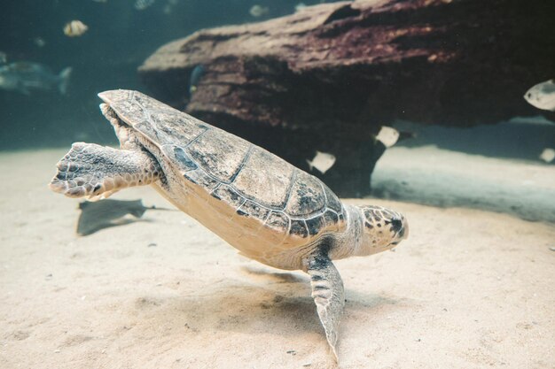 Prachtige onderwaternatuur Ongelofelijk kleurrijk oceaanleven