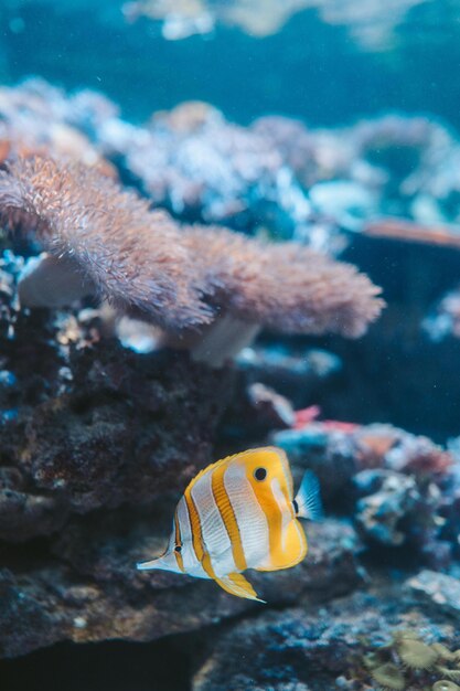 Prachtige onderwaternatuur Ongelofelijk kleurrijk oceaanleven