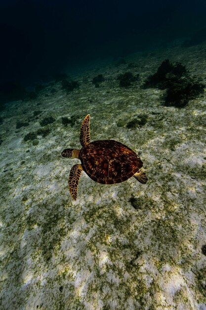 Prachtige onderwaternatuur Ongelofelijk kleurrijk oceaanleven