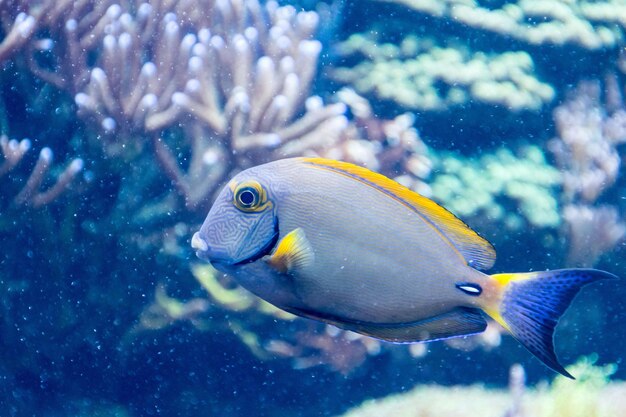 Prachtige onderwaternatuur Ongelofelijk kleurrijk oceaanleven