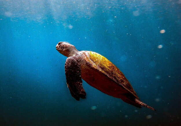 Prachtige onderwaternatuur Ongelofelijk kleurrijk oceaanleven