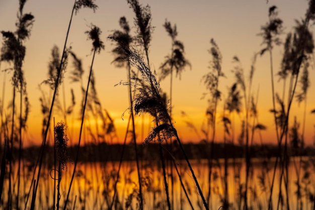 prachtige oranje-gele zonsondergang op een meer met hoog gras het silhouet van hoog gras op de achtergrond van zonsondergangen op het meer is geel-oranje