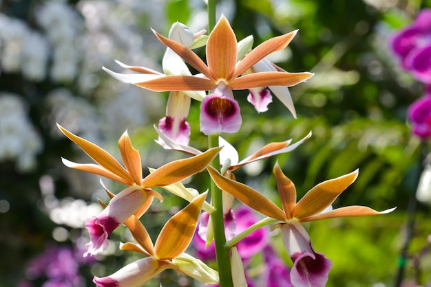 prachtige oranje orchideeën