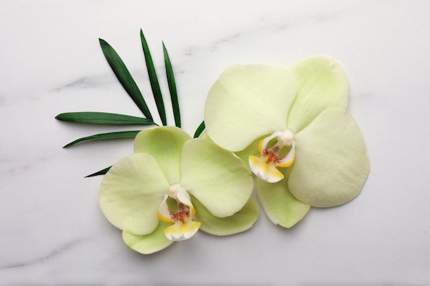 Prachtige orchidee bloemen en blad op witte marmeren tafel plat gelegd