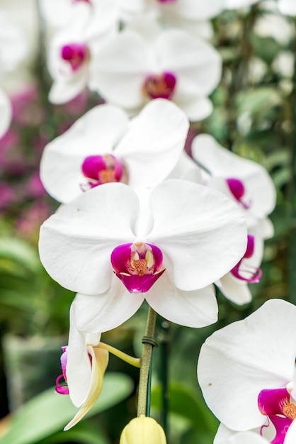 Prachtige orchidee in kamerplant