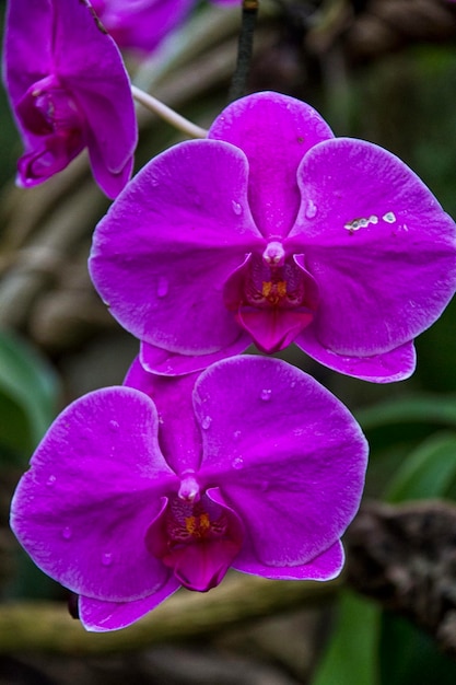 Prachtige orchidee phalaenopsis