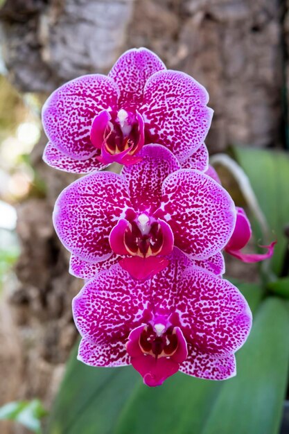 Prachtige orchideebloemen groeien onder gecontroleerde omstandigheden in een orchidarium