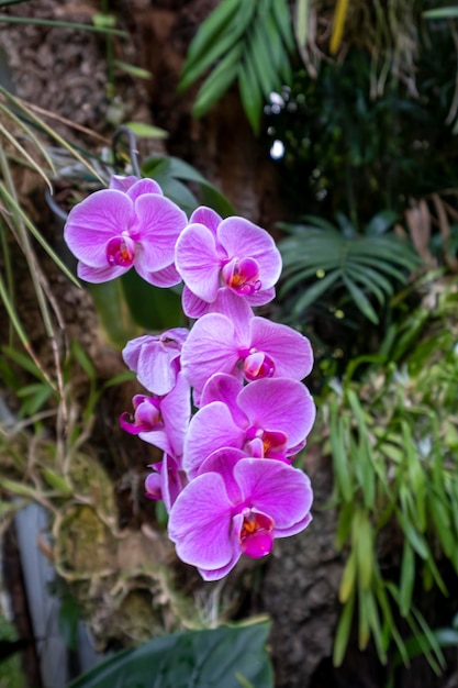 Prachtige orchideebloemen groeien onder gecontroleerde omstandigheden in een orchidarium