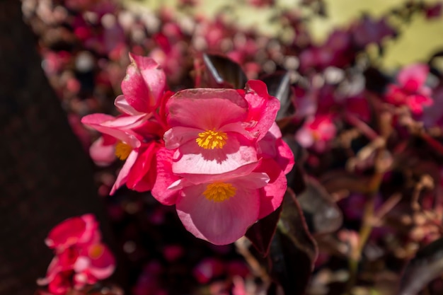 Prachtige orchideebloemen groeien onder gecontroleerde omstandigheden in een orchidarium