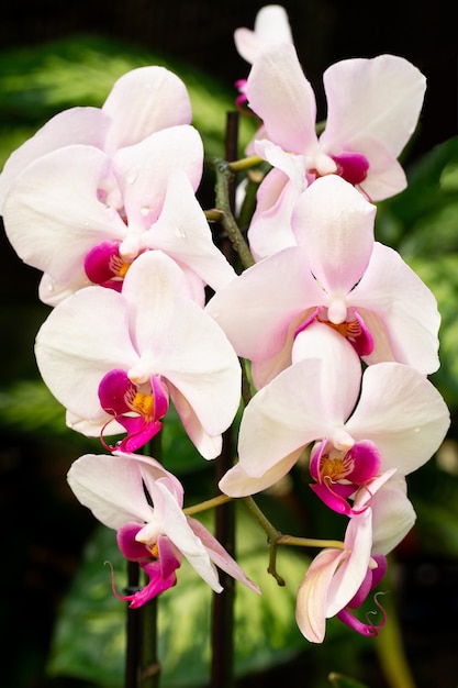 Prachtige orchideeën in de natuur close-up