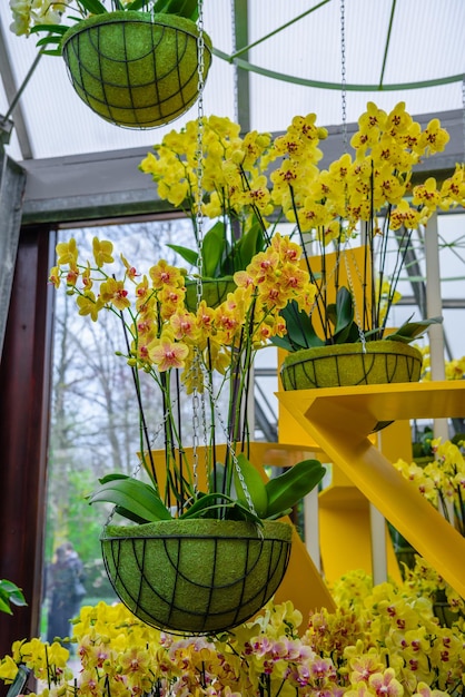 Prachtige orchideeën in Keukenhof park Lisse Holland Nederland