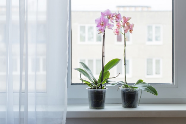 Prachtige orchideeën op vensterbank