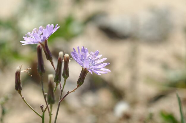 Foto prachtige paarse bloem