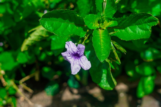 prachtige paarse pletekan-bloemen bloeien overdag premium foto