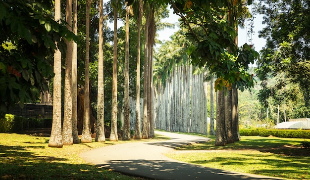 Prachtige palm alley tropische park op Sri Lanka. Ceylon attracties