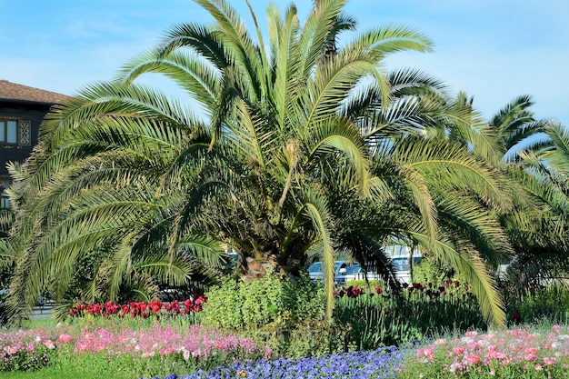 Prachtige palmbomen in de straten van de stad