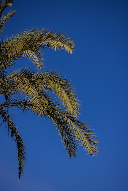 Prachtige palmboom en blauwe lucht