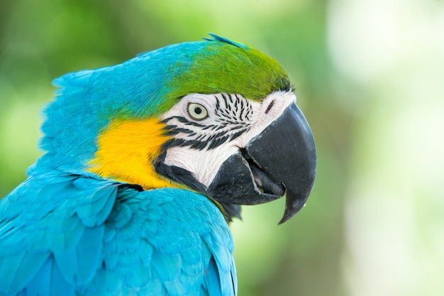 Prachtige papegaai vogel portret
