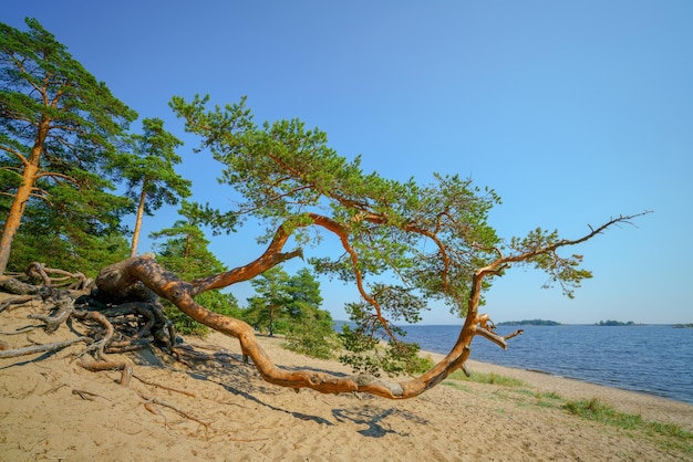 Prachtige pijnbomen aan de zandige oever van het meer