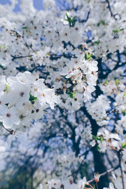 Prachtige plantkunde natuur lente achtergrond met bloesem kersenboom en witte bloemen