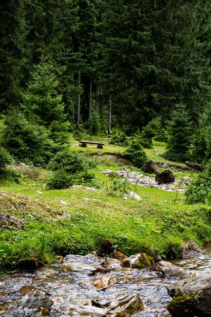 Prachtige plek in groen bos, schilderachtige plek om te kamperen.