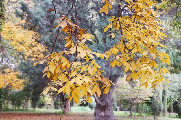 prachtige prachtige herfsttuin