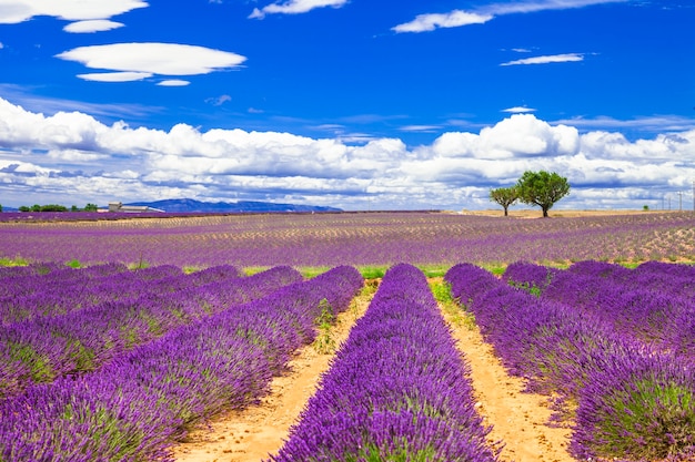 Prachtige Provence met bloeiende lavendelvelden.