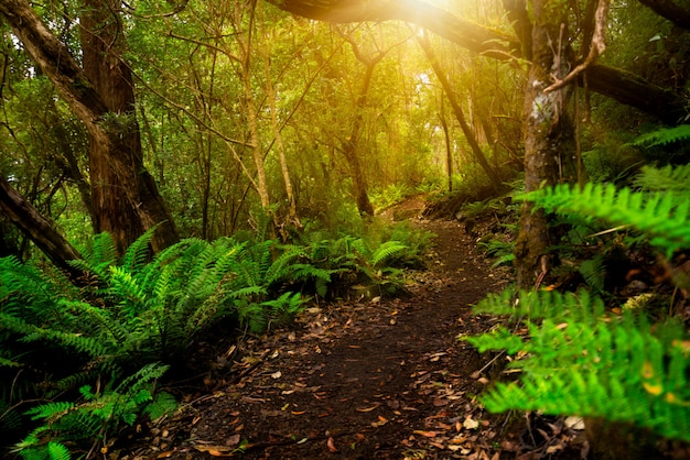 Prachtige regenwoud jungle in Tasmanië, Australië