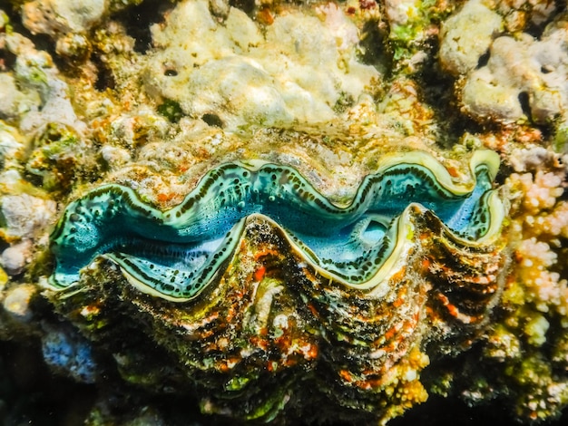 Prachtige reuzenschelp bij het koraalrif in de rode zee