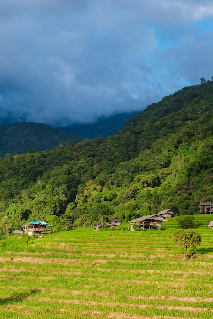 Prachtige rijstvelden in Chiangmai, Thailand