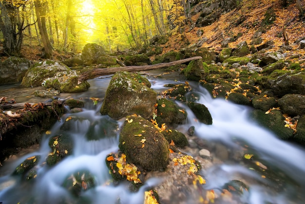 Prachtige rivier in de herfst bos