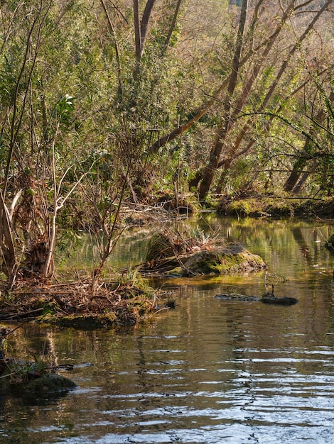 Prachtige rivier in de natuur