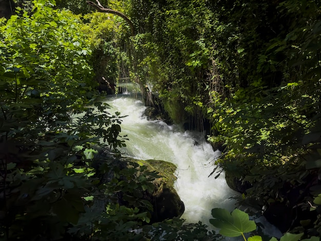 Prachtige rivier in het bos